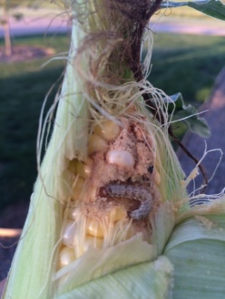 Western bean cutworm damage on corn